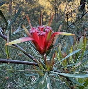 Lambertia formosa (Mountain Devil) at Laguna, NSW - 21 Nov 2024 by MartinPredavec