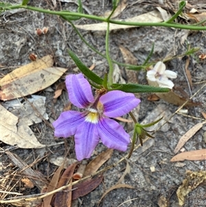 Scaevola ramosissima at Bucketty, NSW - 21 Nov 2024 11:00 AM