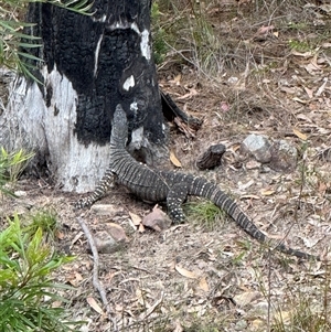 Varanus varius at Bucketty, NSW - suppressed