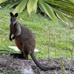 Wallabia bicolor (Swamp Wallaby) at Bucketty, NSW - 21 Nov 2024 by MartinPredavec