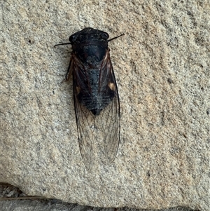 Psaltoda harrisii at Bucketty, NSW - 22 Nov 2024 11:00 AM
