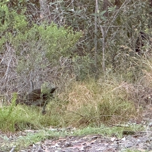 Menura novaehollandiae at Bucketty, NSW - 25 Nov 2024 11:00 AM
