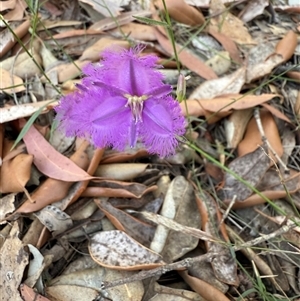 Thysanotus tuberosus at Bucketty, NSW - 26 Nov 2024 11:00 AM