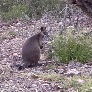 Wallabia bicolor (Swamp Wallaby) at Bucketty, NSW - 26 Nov 2024 by MartinPredavec