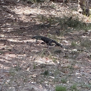 Varanus varius at Bucketty, NSW - suppressed