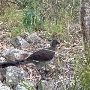 Menura novaehollandiae at Bucketty, NSW - 26 Nov 2024 11:00 AM