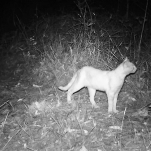 Felis catus at Bucketty, NSW - 26 Nov 2024 11:00 AM