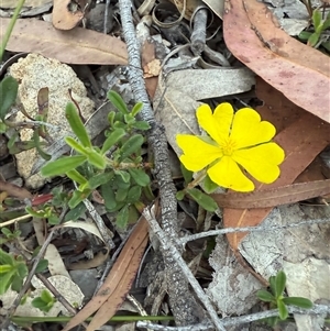 Hibbertia obtusifolia at Laguna, NSW - 27 Nov 2024 by MartinPredavec