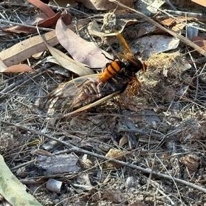 Exeirus lateritius at Bucketty, NSW - 27 Nov 2024 11:00 AM