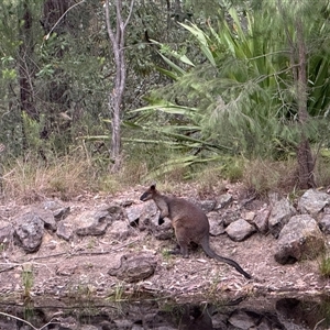 Wallabia bicolor (Swamp Wallaby) at Bucketty, NSW - 27 Nov 2024 by MartinPredavec