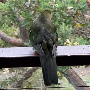 Alisterus scapularis at Bucketty, NSW - 28 Nov 2024 by MartinPredavec