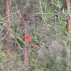 Alisterus scapularis (Australian King-Parrot) at Bucketty, NSW - 28 Nov 2024 by MartinPredavec