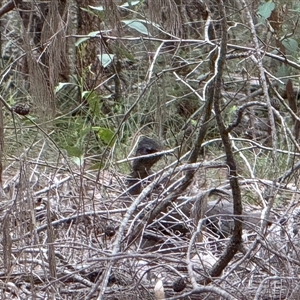 Menura novaehollandiae (Superb Lyrebird) at Bucketty, NSW - 28 Nov 2024 by MartinPredavec