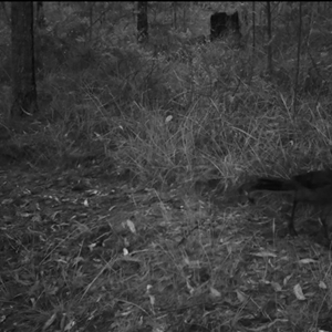 Menura novaehollandiae at Bucketty, NSW - 29 Nov 2024 11:00 AM