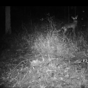 Vulpes vulpes (Red Fox) at Bucketty, NSW - 1 Dec 2024 by MartinPredavec