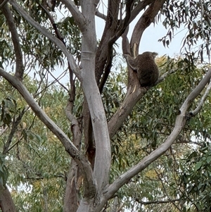 Phascolarctos cinereus (Koala) at Bucketty, NSW - 5 Dec 2024 by MartinPredavec