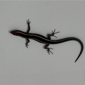 Cryptoblepharus pulcher (Fence Skink) at Bucketty, NSW - 6 Dec 2024 by MartinPredavec
