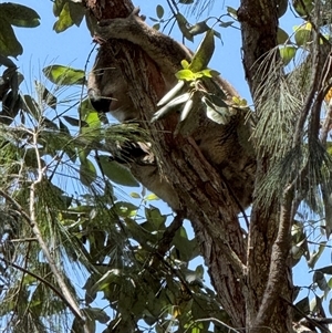 Phascolarctos cinereus (Koala) at Bucketty, NSW - 23 Feb 2025 by MartinPredavec