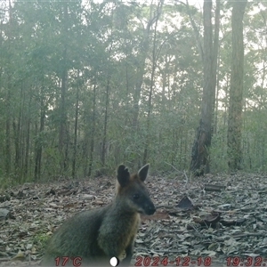 Wallabia bicolor (Swamp Wallaby) at Bucketty, NSW - 18 Dec 2024 by MartinPredavec