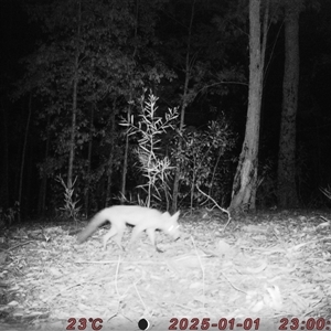 Vulpes vulpes (Red Fox) at Bucketty, NSW - 1 Jan 2025 by MartinPredavec