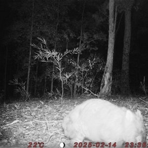Vombatus ursinus (Common wombat, Bare-nosed Wombat) at Bucketty, NSW - 14 Feb 2025 by MartinPredavec