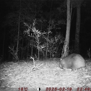 Vombatus ursinus (Common wombat, Bare-nosed Wombat) at Bucketty, NSW - 19 Feb 2025 by MartinPredavec