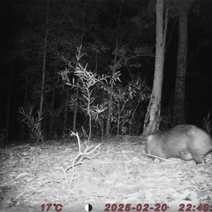 Vombatus ursinus (Common wombat, Bare-nosed Wombat) at Bucketty, NSW - 20 Feb 2025 by MartinPredavec