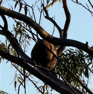 Phascolarctos cinereus at Bucketty, NSW - 28 Feb 2025 11:00 AM