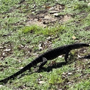 Varanus varius at Bucketty, NSW - suppressed