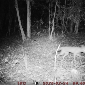 Vulpes vulpes (Red Fox) at Bucketty, NSW - 24 Feb 2025 by MartinPredavec