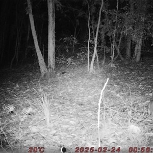 Perameles nasuta at Bucketty, NSW - 24 Feb 2025 11:00 AM