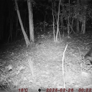 Wallabia bicolor at Bucketty, NSW - 26 Feb 2025 11:00 AM