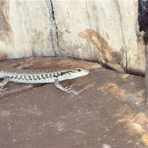 Concinnia tenuis at Bucketty, NSW - 1 Mar 2025 11:00 AM