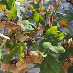 Acer sp. (genus) at Griffith, ACT - 28 Apr 2025 by Mike