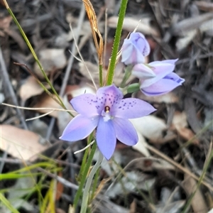 Thelymitra ixioides at Bargo, NSW - suppressed