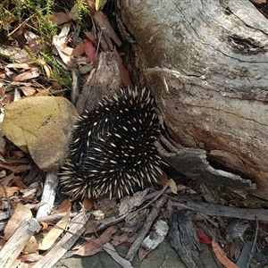 Tachyglossus aculeatus at Bargo, NSW - 15 Sep 2023 10:58 AM