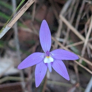 Glossodia major at Bargo, NSW - suppressed