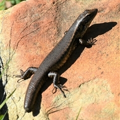 Eulamprus quoyii (Eastern Water Skink) at Bargo, NSW - 29 Aug 2023 by Snows
