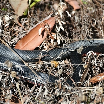Pseudechis porphyriacus (Red-bellied Black Snake) at Bargo, NSW - 29 Aug 2023 by Snows