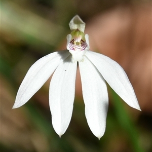 Caladenia carnea (Pink Fingers) at Bargo, NSW - 28 Aug 2023 by Snows