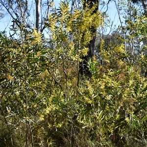Acacia longifolia (Sydney Golden Wattle) at Bargo, NSW - 4 Aug 2023 by Snows