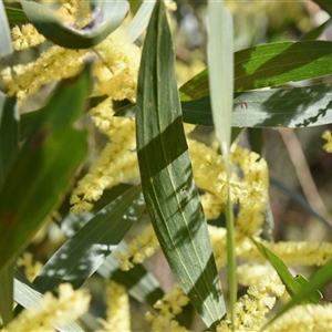 Acacia longifolia at Bargo, NSW - 4 Aug 2023 11:16 AM