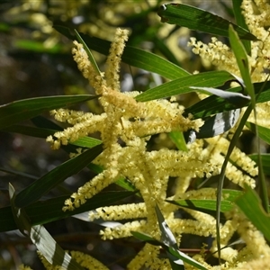 Acacia longifolia at Bargo, NSW - 4 Aug 2023 11:16 AM