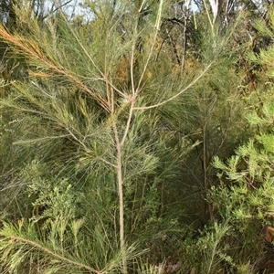 Allocasuarina littoralis at Bargo, NSW - 3 Aug 2023 11:18 AM