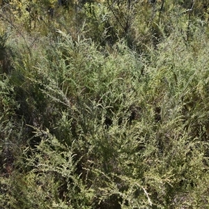 Kunzea ambigua at Bargo, NSW - suppressed