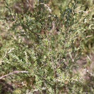 Kunzea ambigua at Bargo, NSW - suppressed