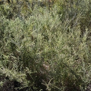 Kunzea ambigua at Bargo, NSW - suppressed