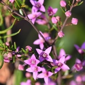 Boronia ledifolia (Ledum Boronia) at Bargo, NSW - 3 Aug 2023 by Snows