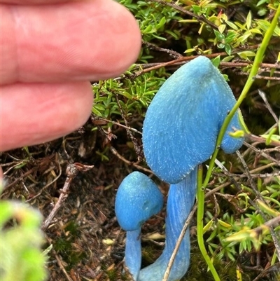 Unverified Fungus at Gipsy Point, VIC - 23 Apr 2025 by ASHandEMM