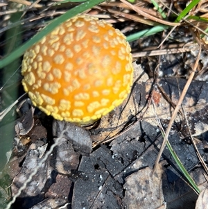 Amanita sp. at Stockyard Creek, NSW - 28 Apr 2025 09:29 AM